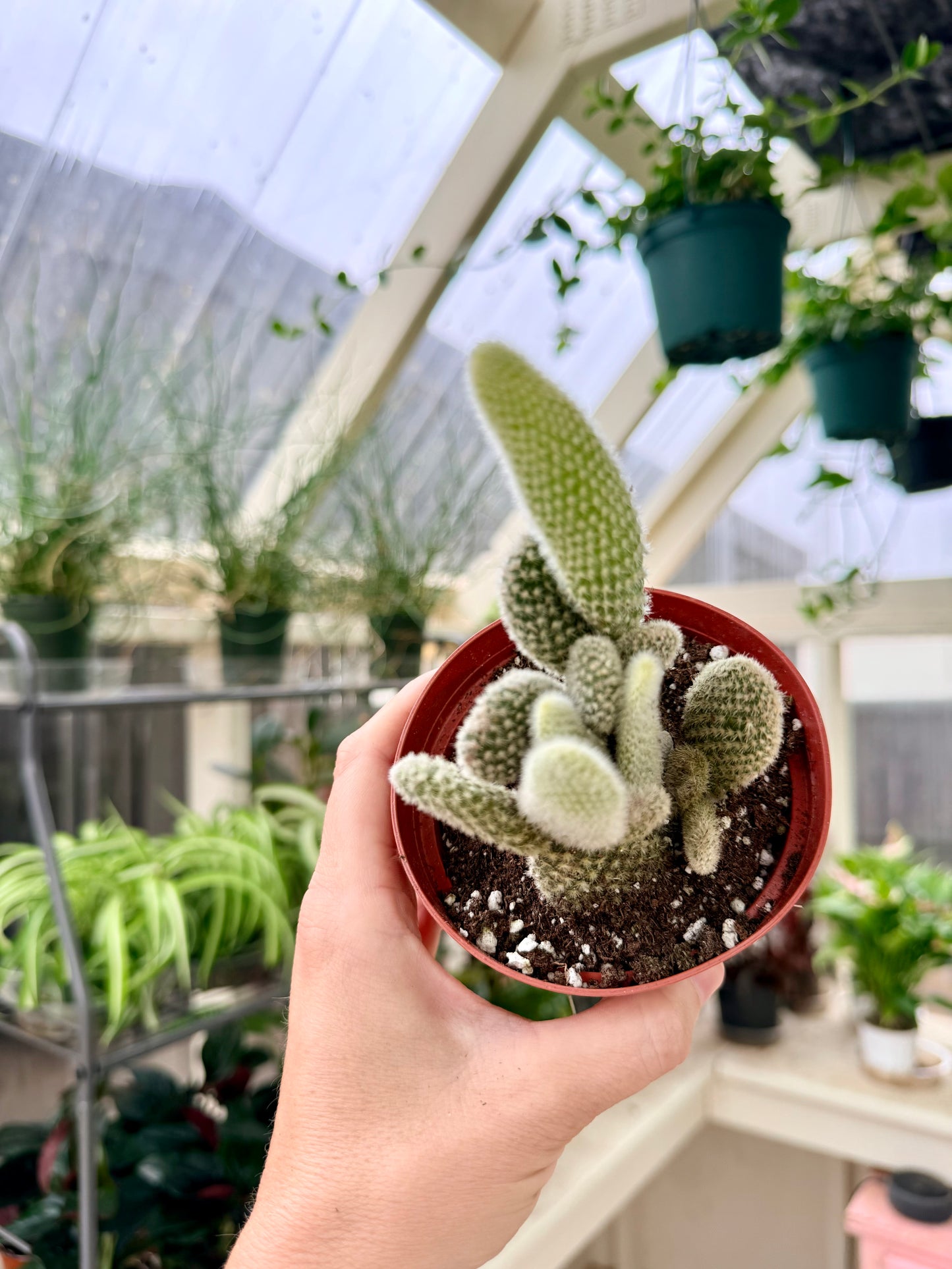 Bunny Ear Cactus