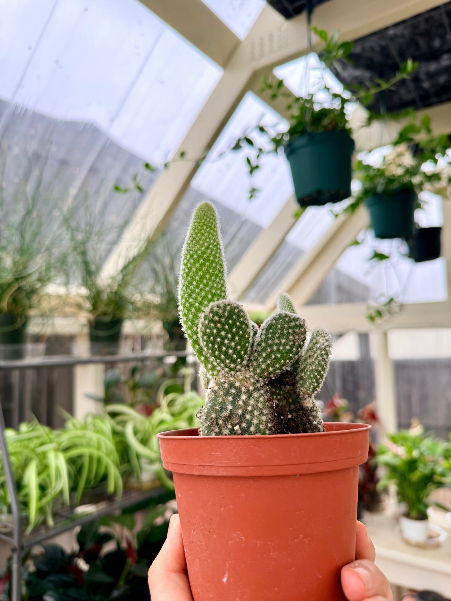 Bunny Ear Cactus
