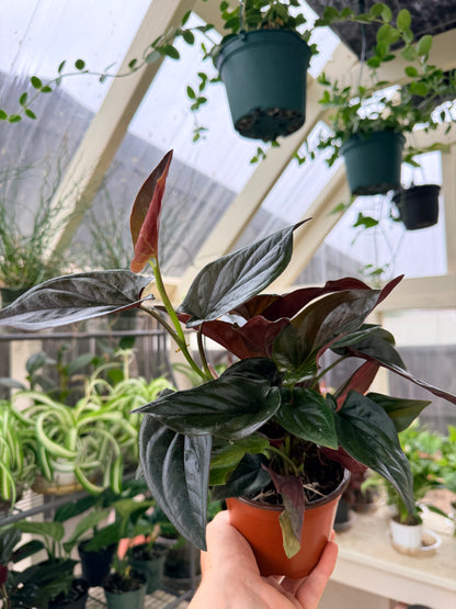 Syngonium Red Arrow
