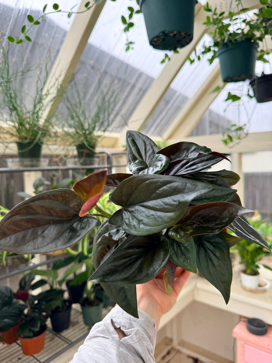Syngonium Red Arrow