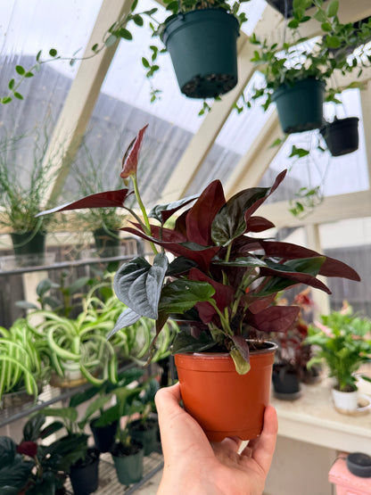 Syngonium Red Arrow