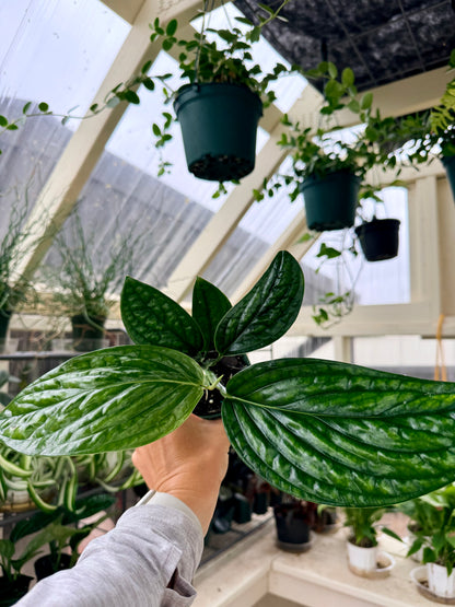 Monstera Peru
