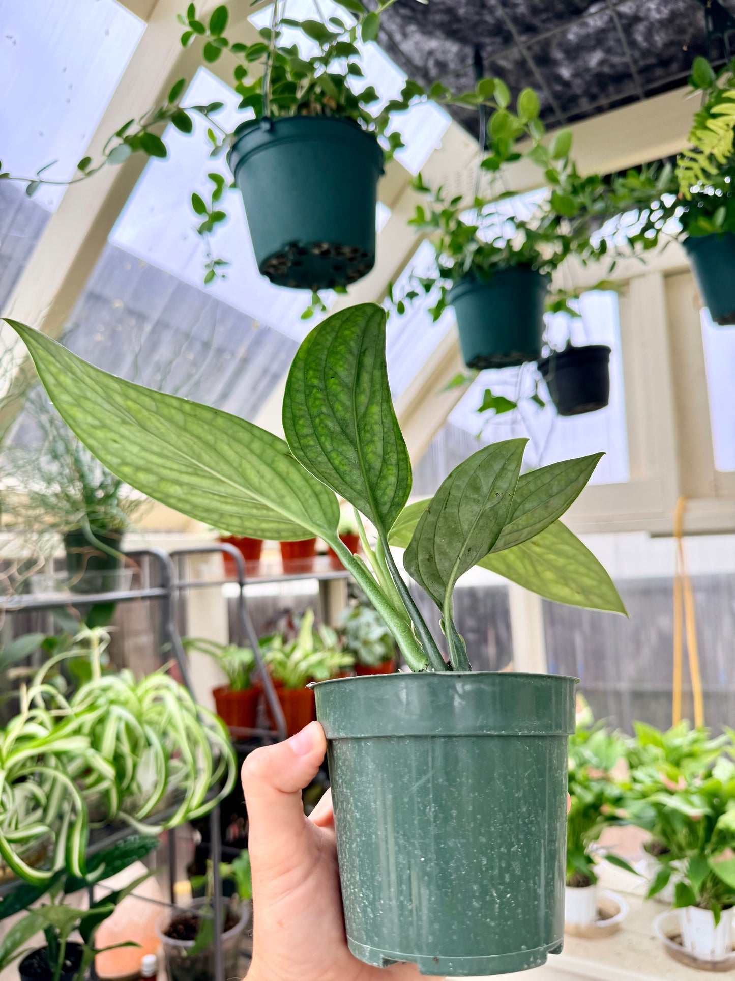 Monstera Peru
