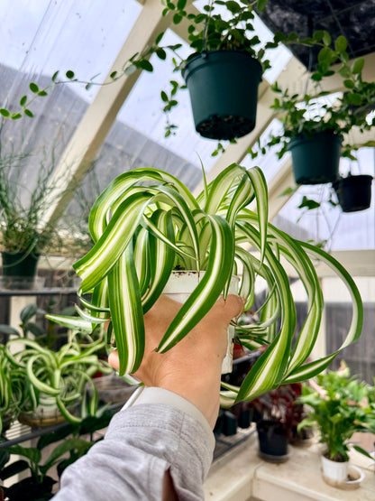 Spider Plant 'Bonnie'
