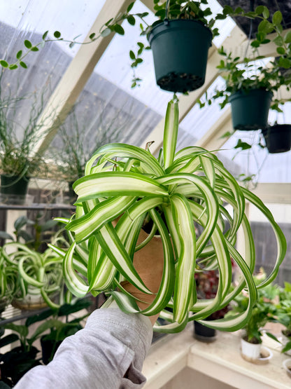 Spider Plant 'Bonnie'