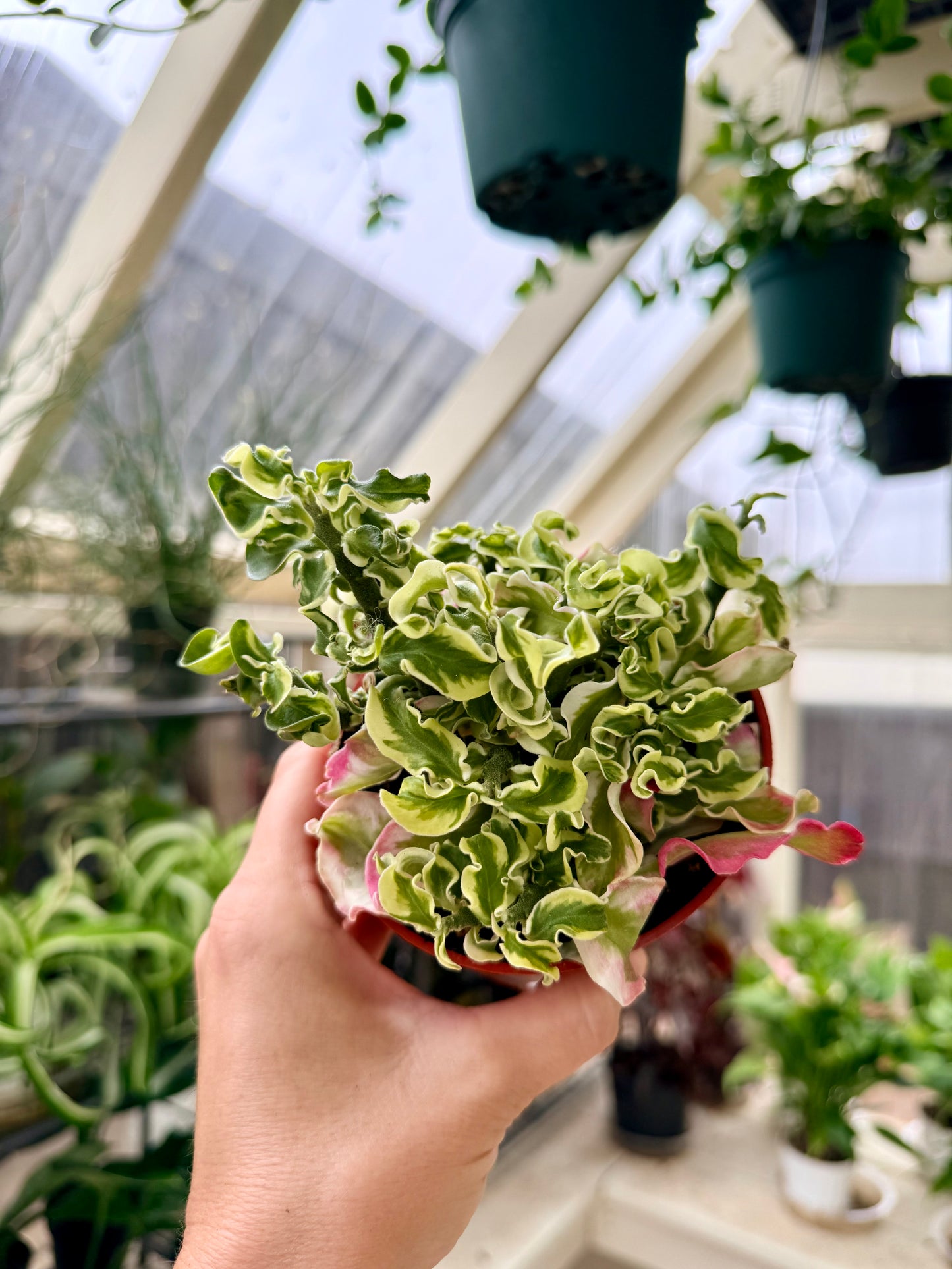 Curly Devil