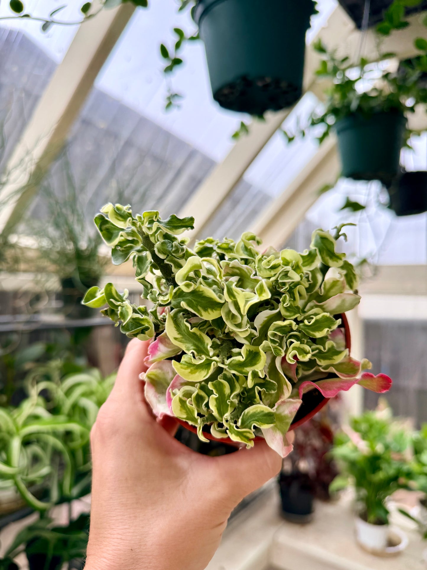 Curly Devil