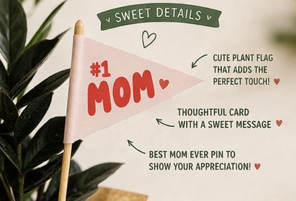Black Raven ZZ  | Mother’s Day Plant | Gift for Plant Lover