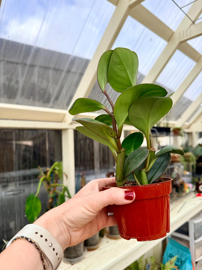 4" Peperomia Red Edge (Peperomia Clusiifolia)