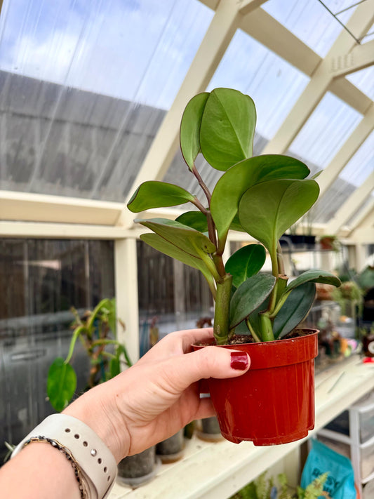 4" Peperomia Red Edge (Peperomia Clusiifolia)