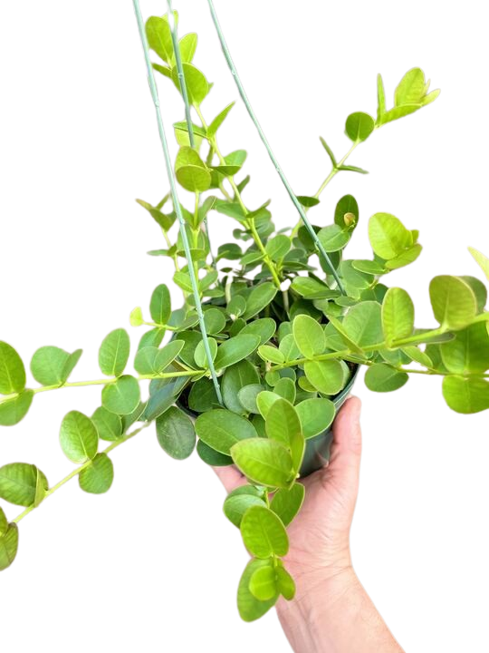 Hoya Cumingiana - 6" Pot