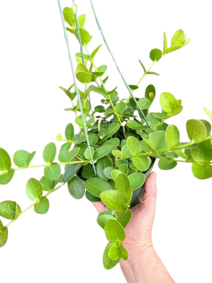 Hoya Cumingiana - 6" Pot