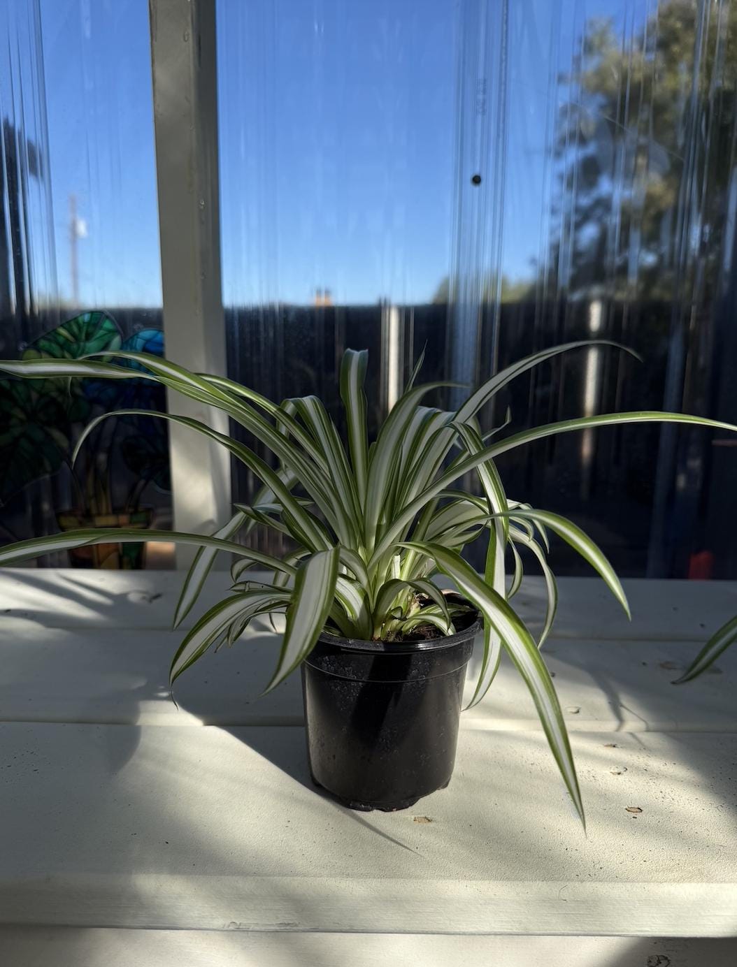 4" Spider Plant: White & Green Striped Leaves, Pet-Safe