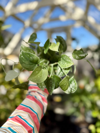 4" Satin Pothos