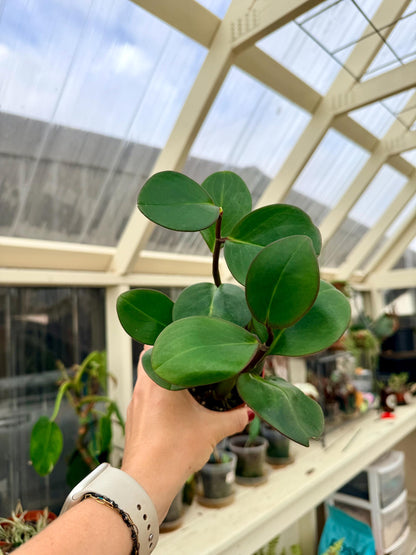 4" Peperomia Red Edge (Peperomia Clusiifolia)