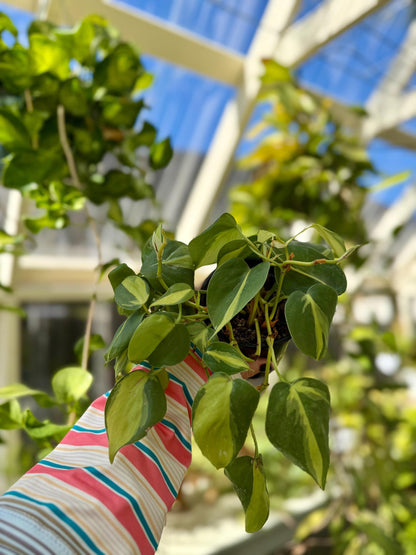 4" Philodendron Brasil
