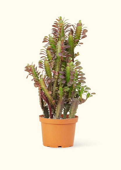 6" African Milk Tree Live Plant
