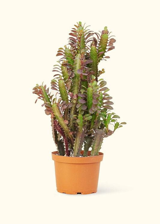6" African Milk Tree Live Plant