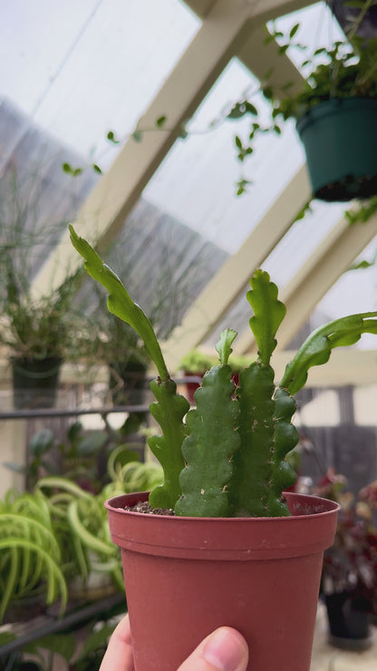 Ric Rac Cactus