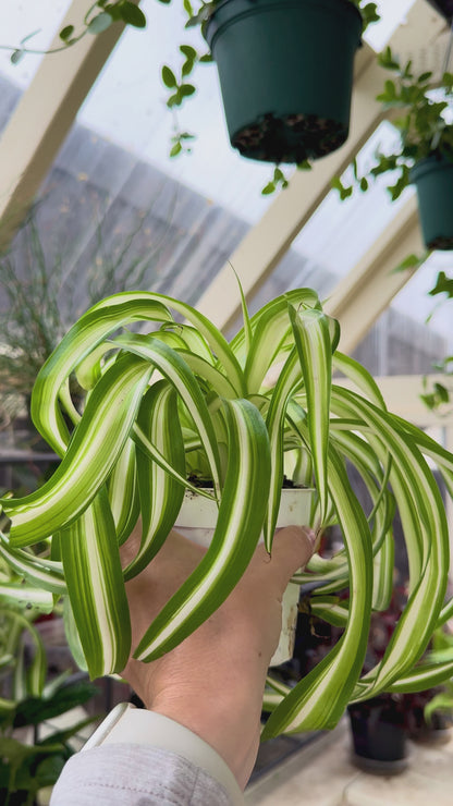 Spider Plant 'Bonnie'