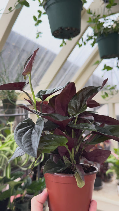 Syngonium Red Arrow