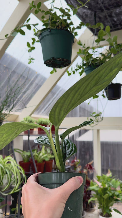 Monstera Peru