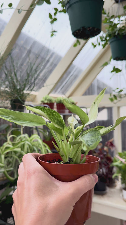Philodendron Jose Bueno