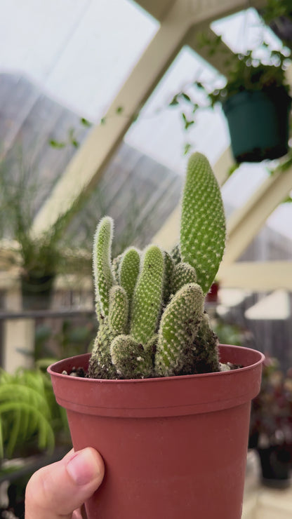 Bunny Ear Cactus