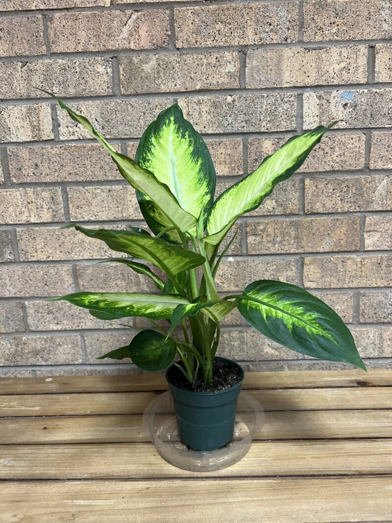 Dieffenbachia