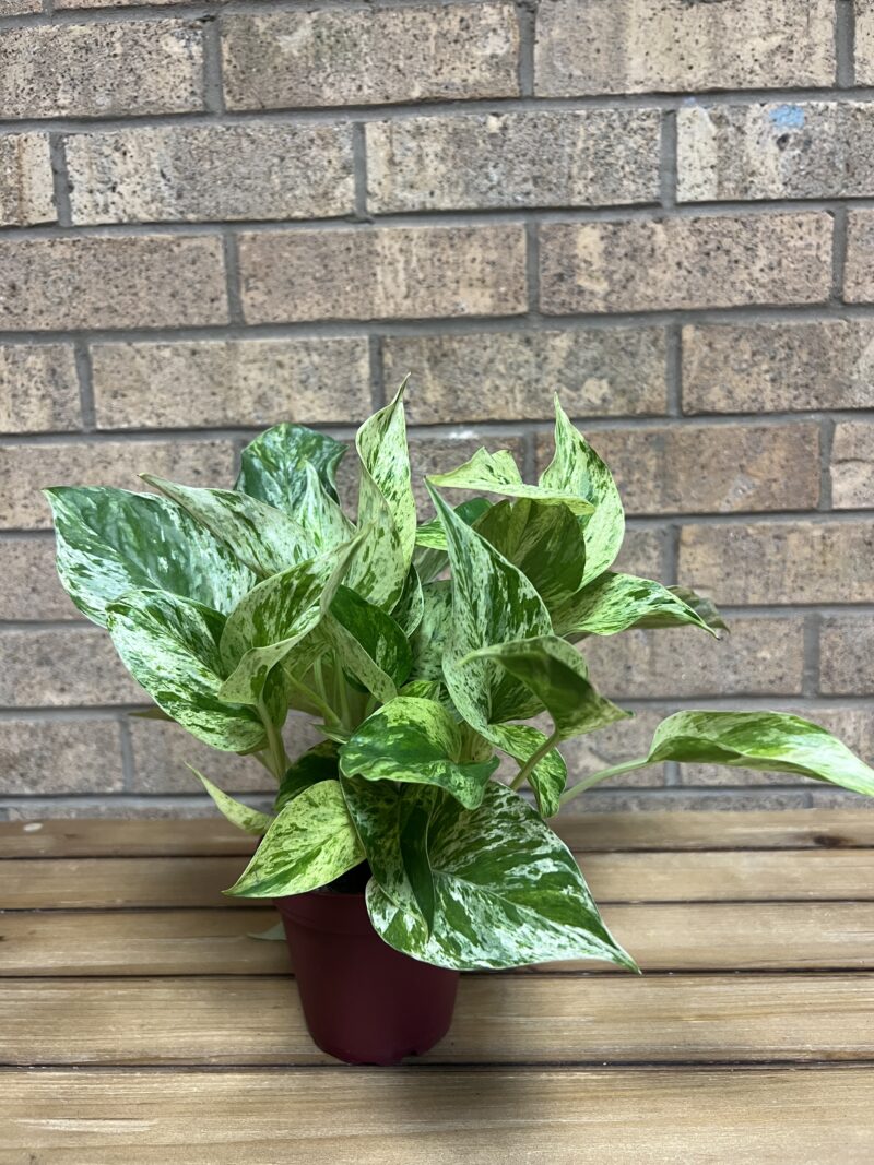 Marble Queen Pothos - 4"