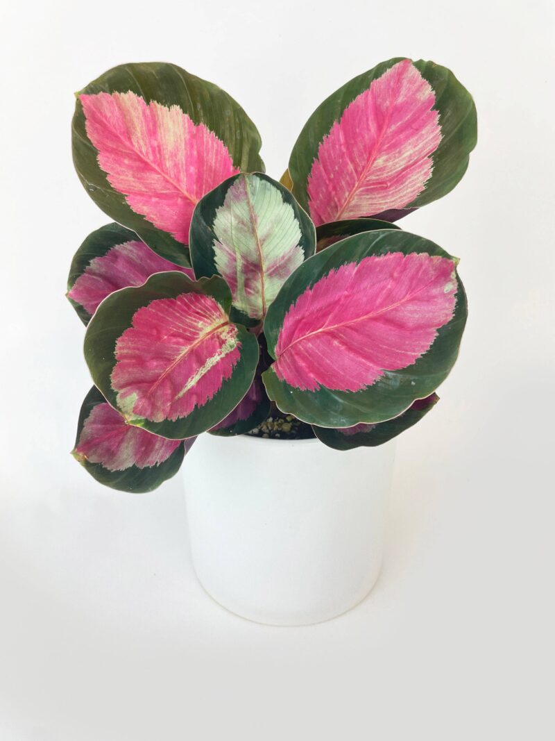 Calathea Rosy Crimson