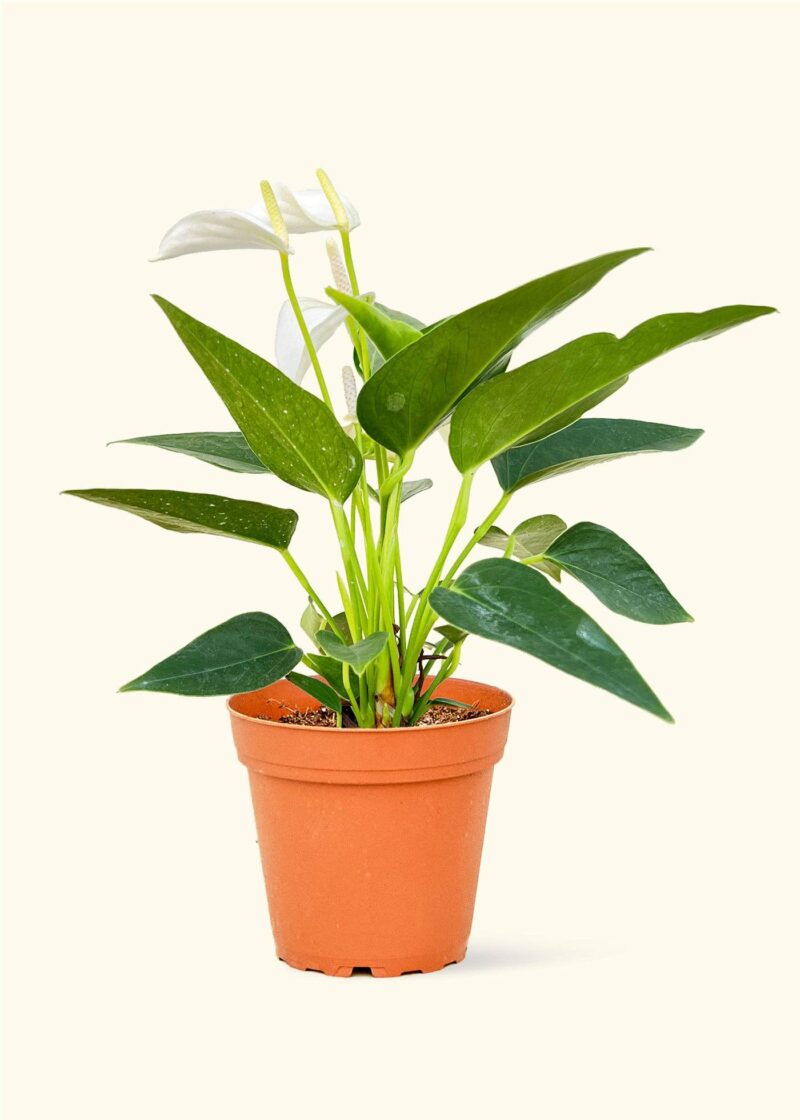 Anthurium 'White Flamingo'4"