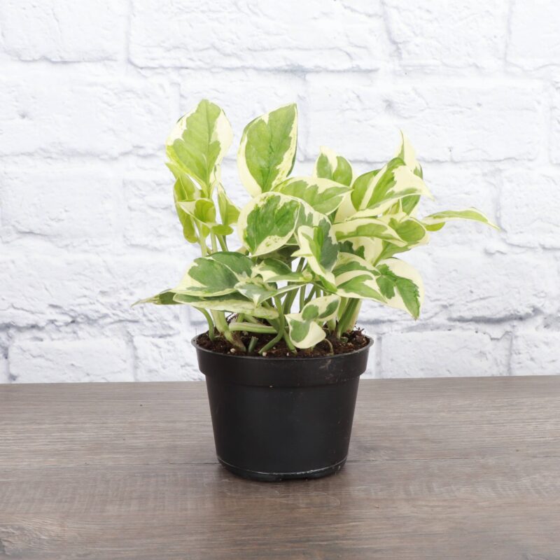 Pearls and Jade Pothos 4"