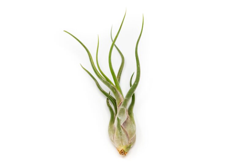 Tillandsia Caput Medusae