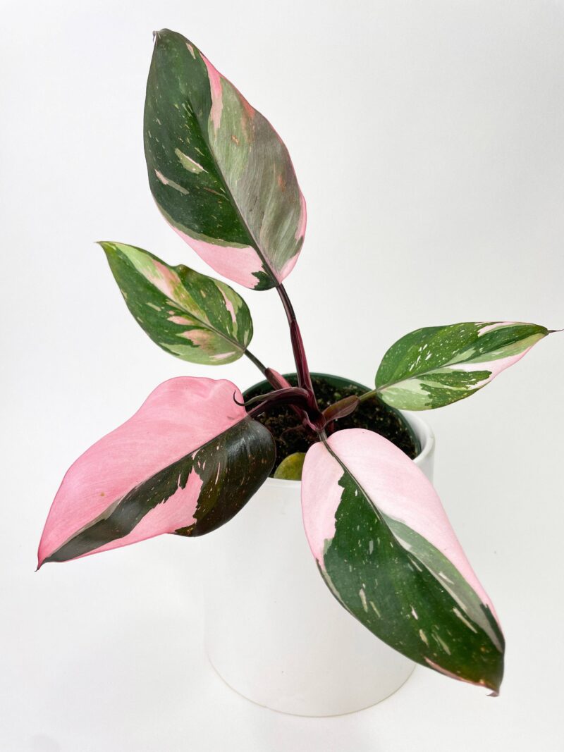 Philodendron Pink Princess