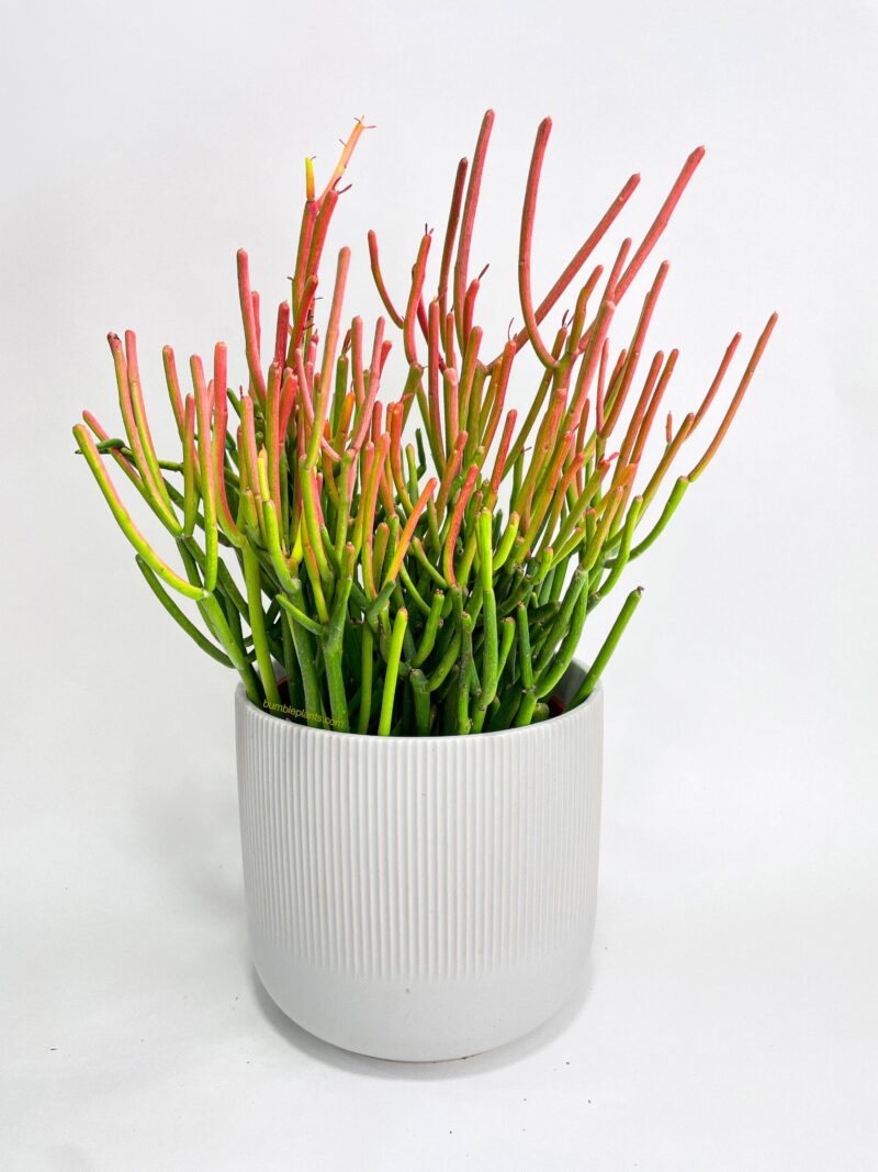 Firestick Pencil Cactus